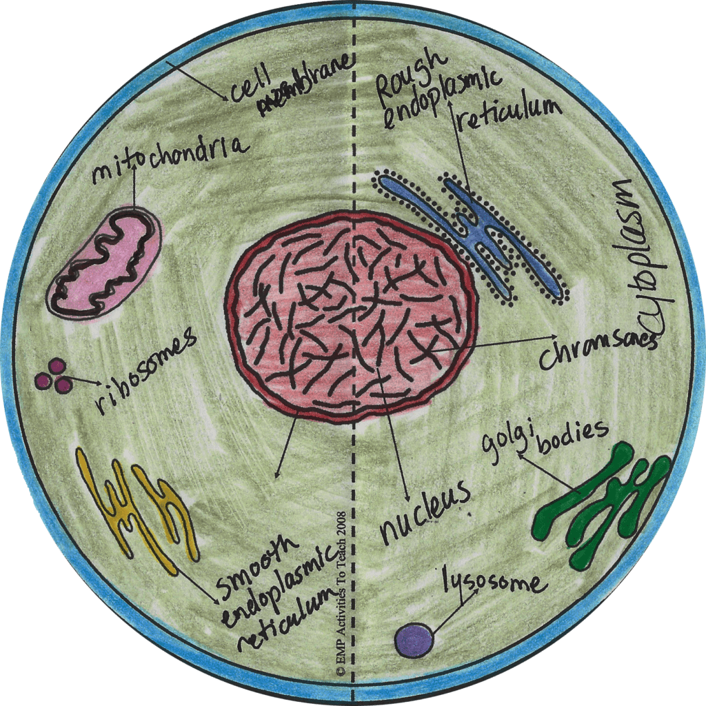 3d-model-maker-inside-the-animal-cell-paper-model-maker-activities