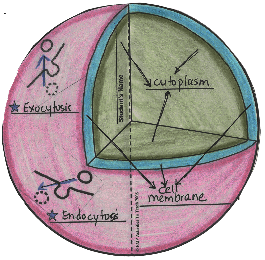 3d-model-maker-inside-the-animal-cell-paper-model-maker-activities